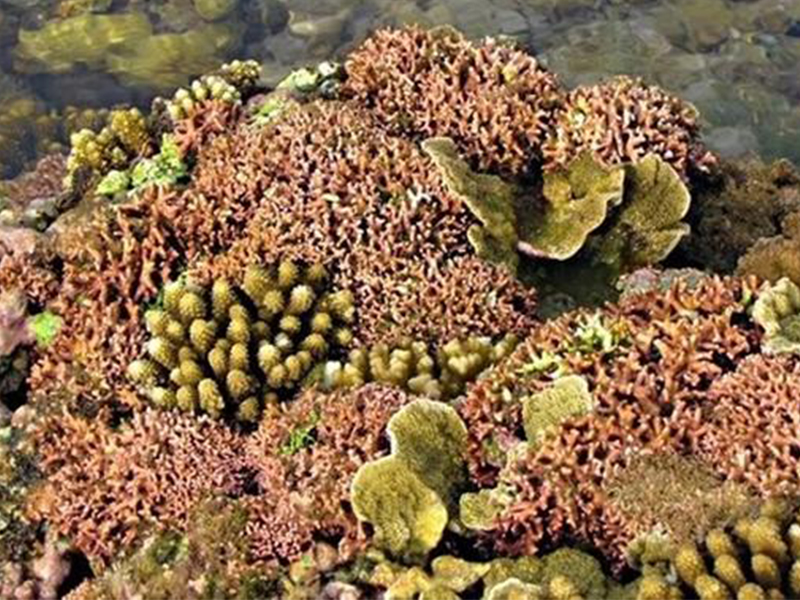 Ngắm san hô tại Đầm Môn
