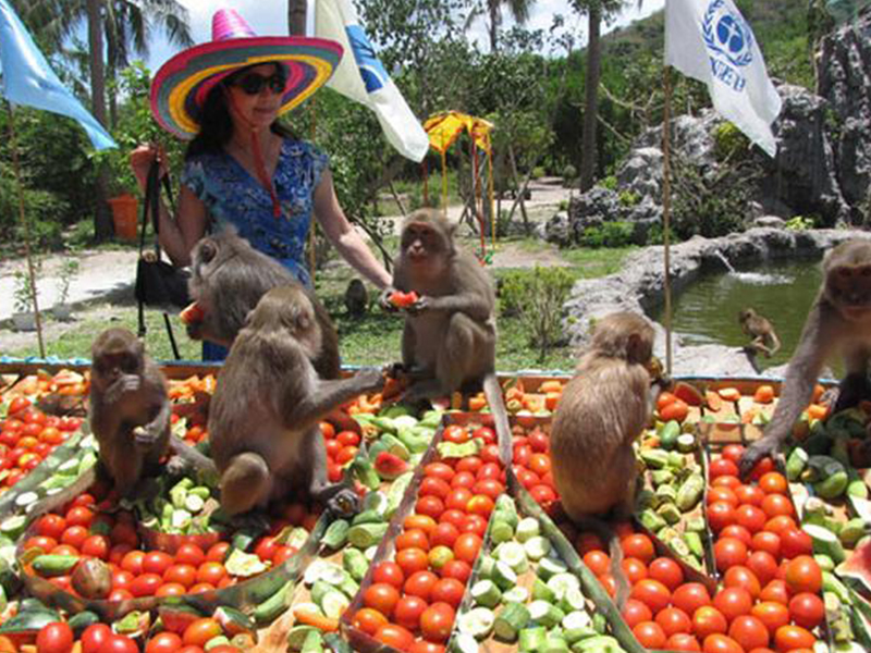 Cho những chú khỉ ăn trái cây