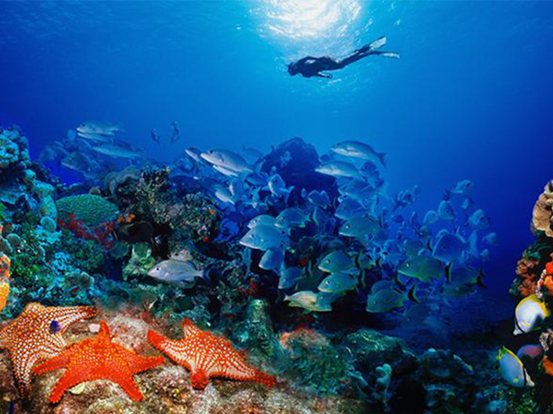 Lặn biển ngắm san hô