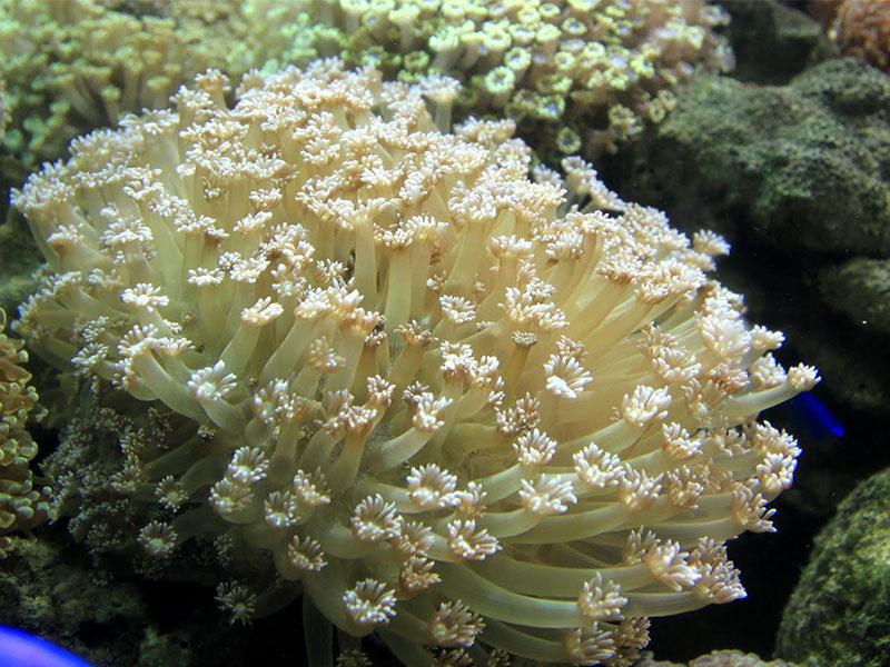 Rặng san hô rất đẹp